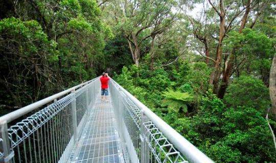 Illawarra Fly Tree Top Walk