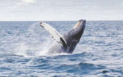 5 Whale Watching Spots in the Shoalhaven