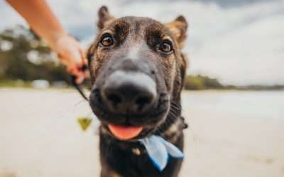 How to Push ‘Paws’ in the Shoalhaven This Winter