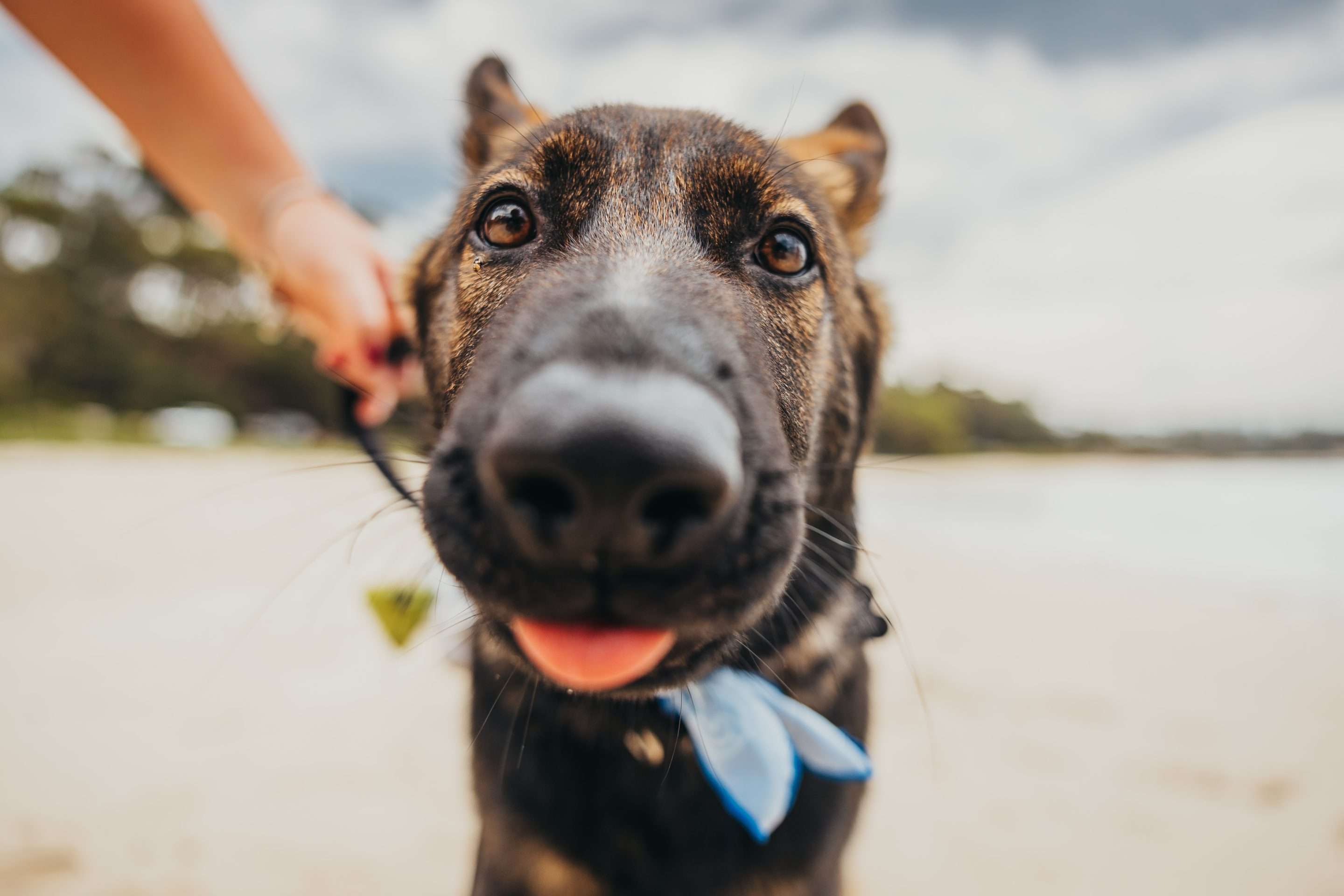 cute dog on the beach